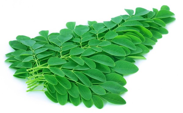 Drumstick Leaves